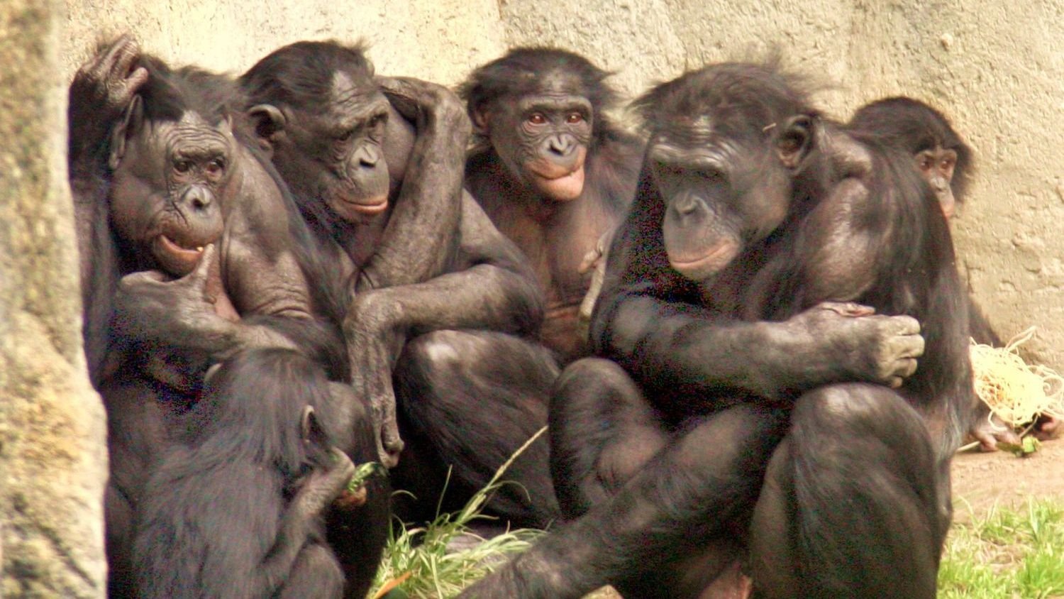 Bonobos enjoy pretend tea parties and chimps think rationally: why apes are more like us than we ever thought