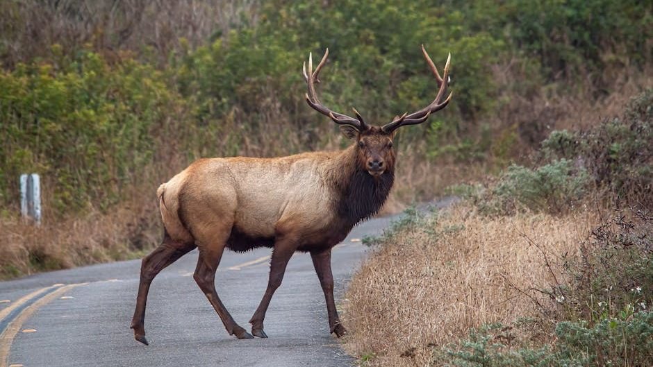 America's Wildlife Is Running Out of Room to Move. Congress Just Introduced a Fix.