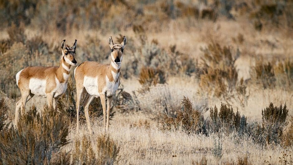 Recovering America's Wildlife: Unleashing State and Tribal Conservation Solutions