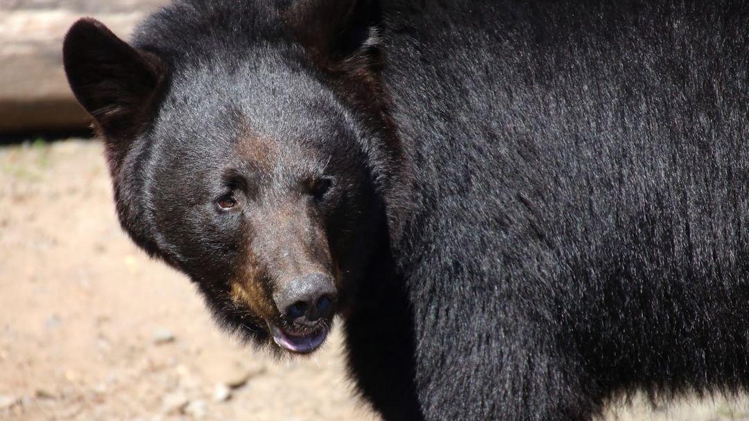 Watch: Black bear caught in net after falling from tree
