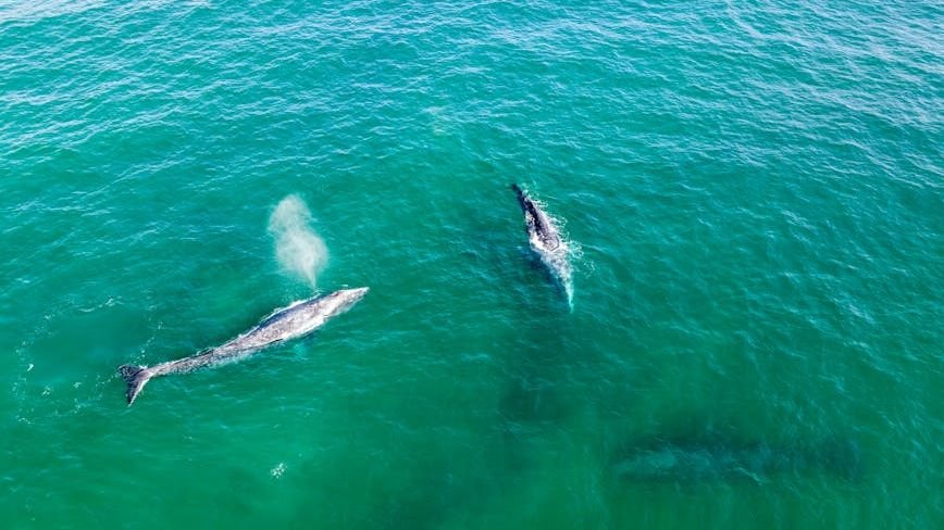 Why do gray whales keep dying in San Francisco's waters?