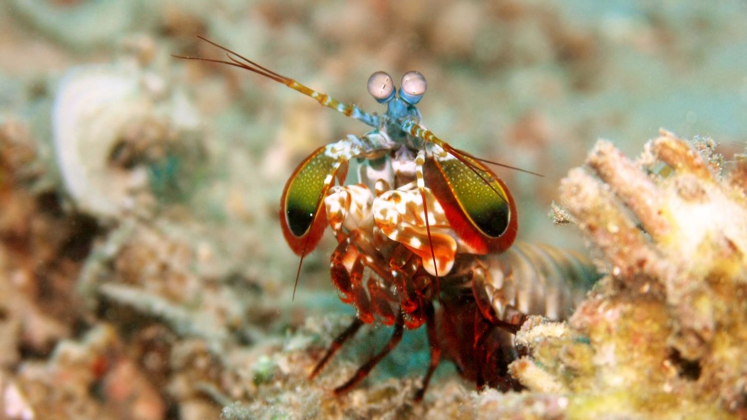 5 Animals with Superpowers: Unveiling Nature’s Most Incredible Abilities