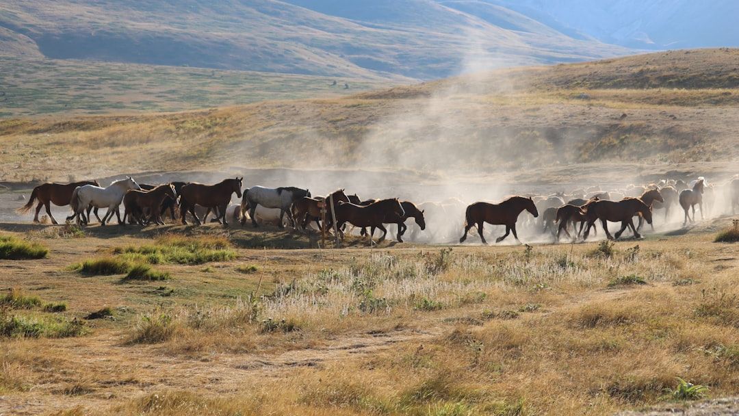 America’s Wild Horses: The Fight to Save an Iconic Species