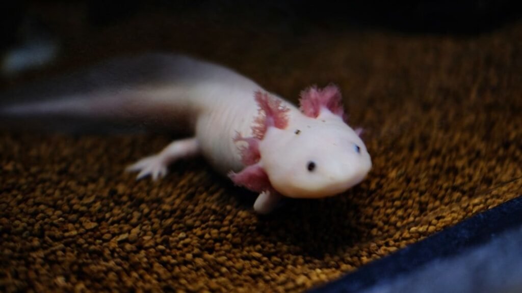 5 Astonishing Animal Abilities That Defy Conventional Scientific Understanding