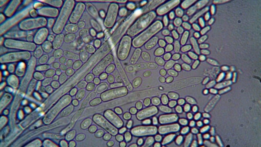 The Unseen Architects: How Microbes Shape Earth's Most Extreme Environments