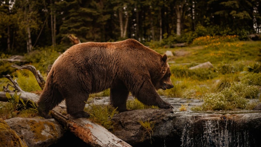 The Vanishing Giants: Understanding the Plight of America’s Endangered Species