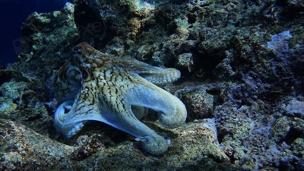 The Intelligence of Octopuses: A Glimpse into Alien Minds on Earth