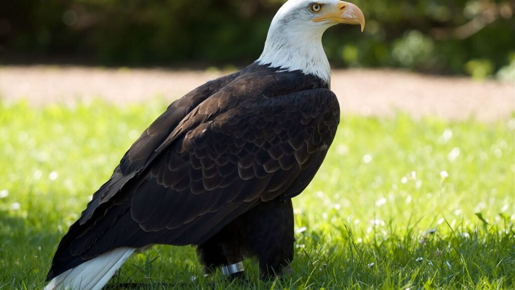 7 Incredible US Conservation Success Stories You Should Know