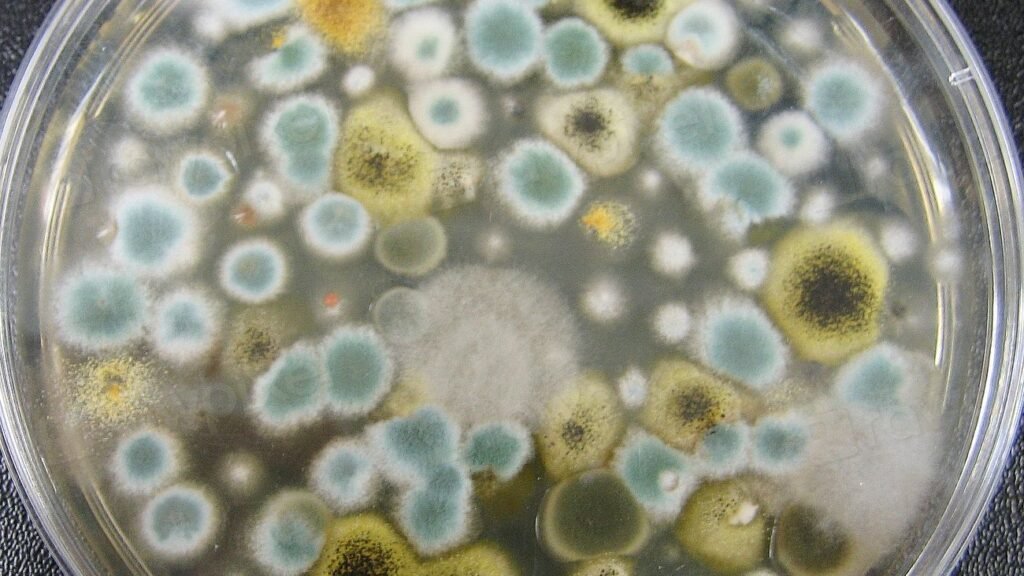 Invisible Giants: The Microbes That Control Earth's Largest Ecosystems