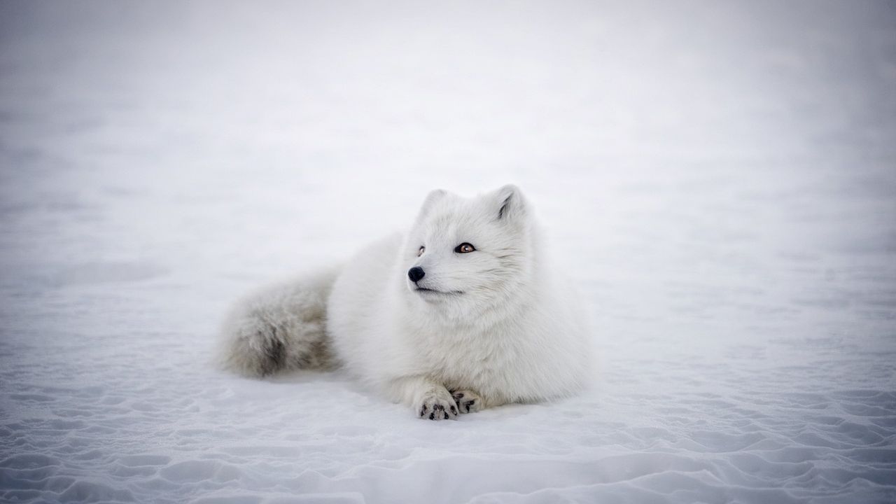 10 Remarkable Adaptations of Animals in Extreme Environments