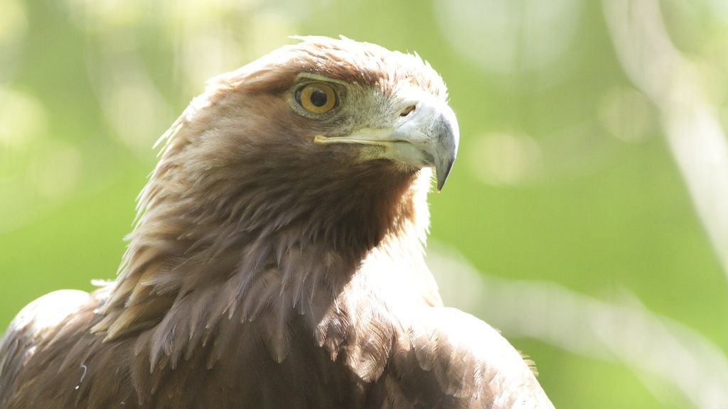 7 Unique Animals with Abilities That Seem Straight Out of Science Fiction