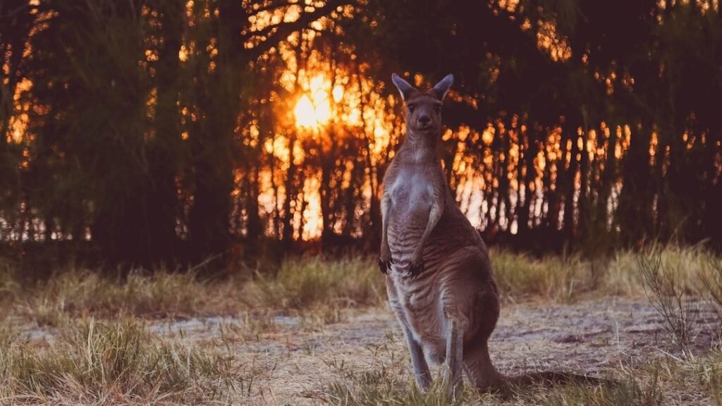 These Endangered Species Are Making a Comeback: A Story of Hope