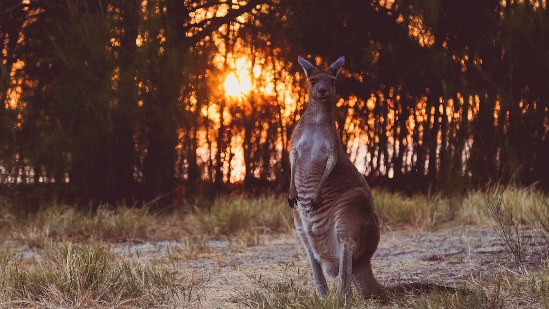 These Endangered Species Are Making a Comeback: A Story of Hope