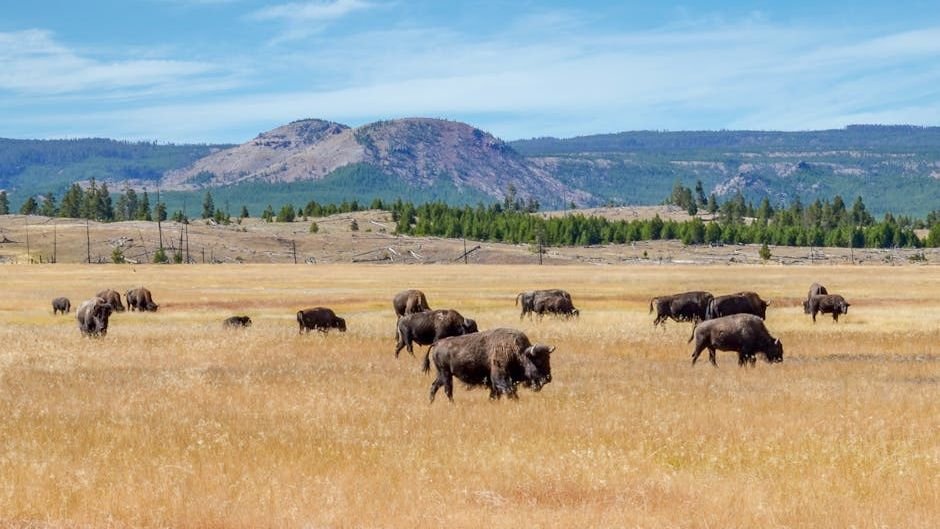 10 Crucial Steps America Is Taking to Protect Its Wild Spaces