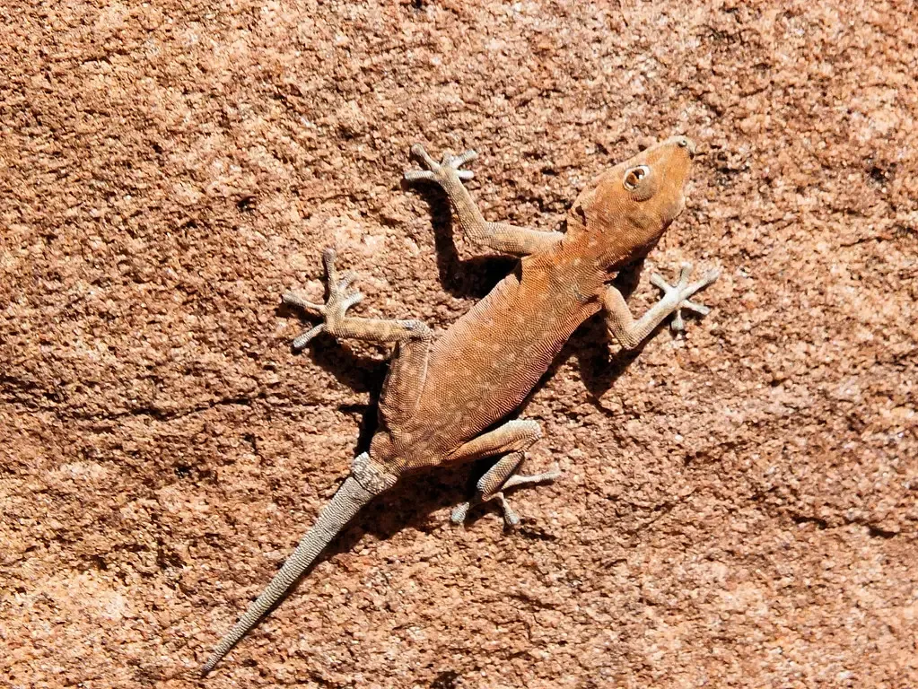 Certain Animals Can Regenerate Lost Limbs: Science Explains How