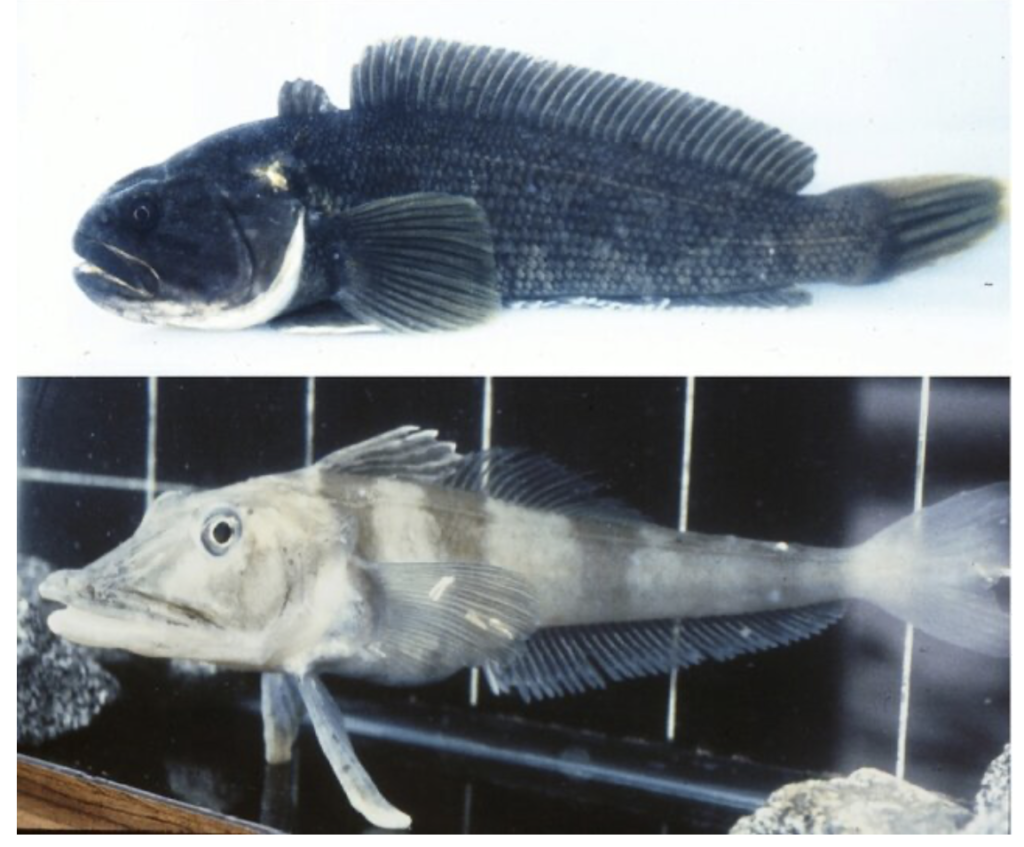 6. Antarctic Icefish: The Blood That Refuses to Freeze