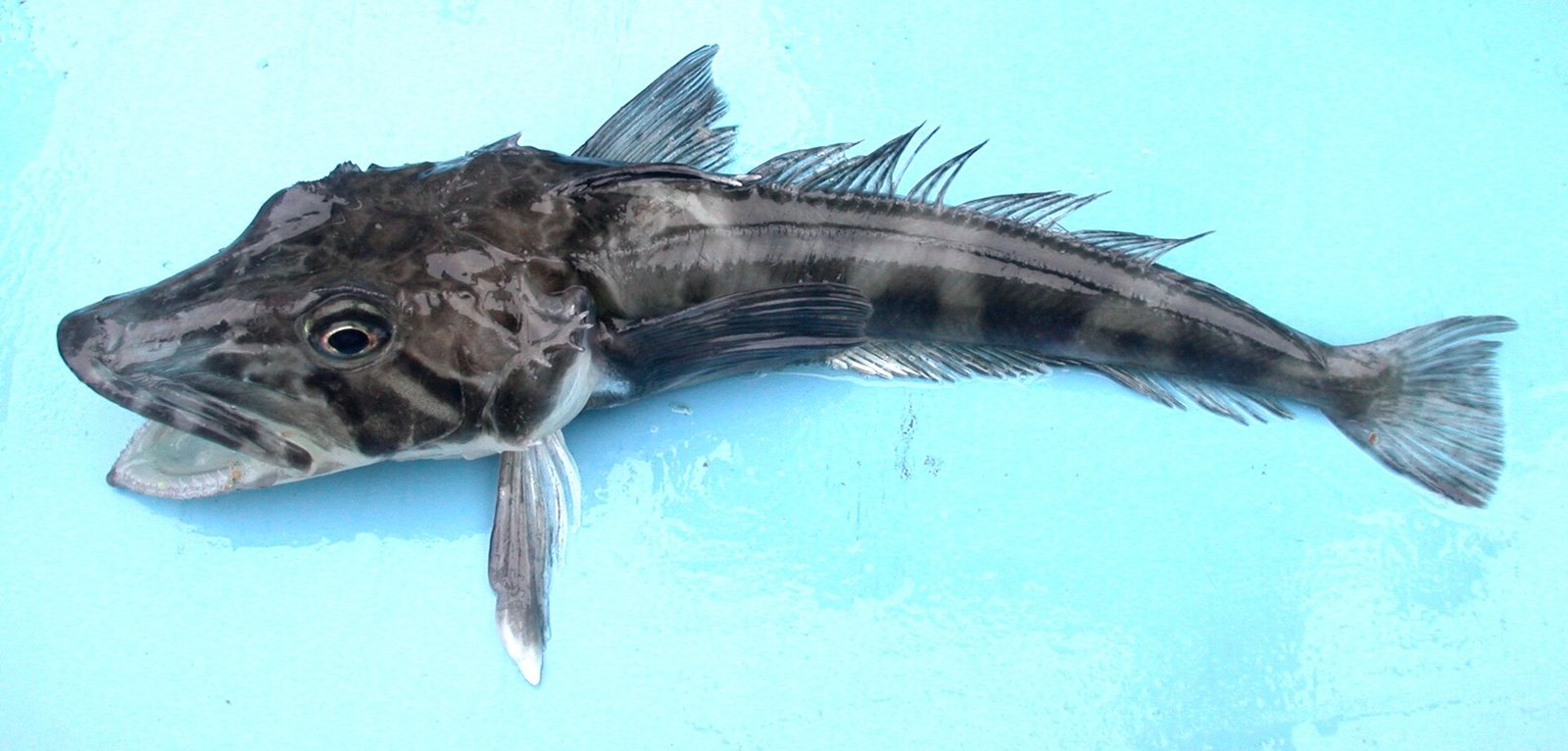 Antarctic Icefish: The Blood That Refuses to Freeze 
