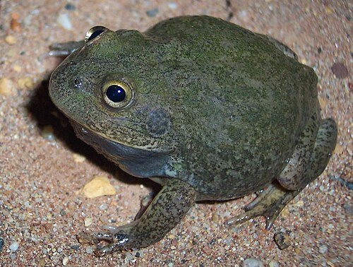 Water-Holding Frogs: Buried Life in Bone-Dry Lands 