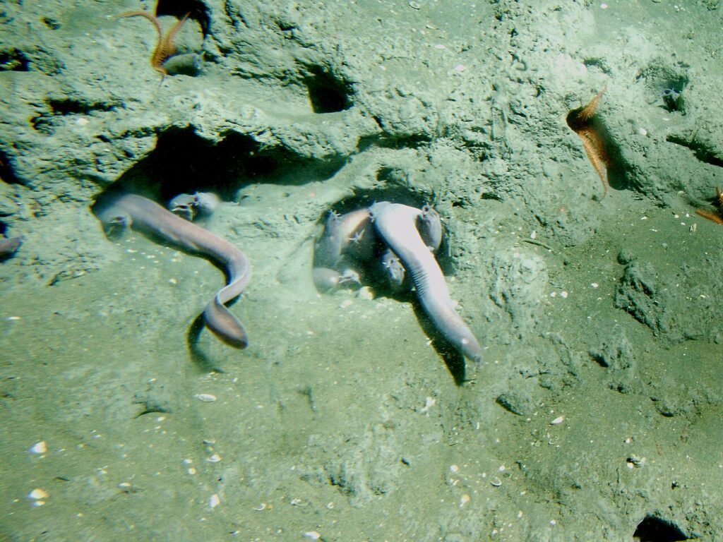 10. Hagfish: The Slimy Masters of Escape