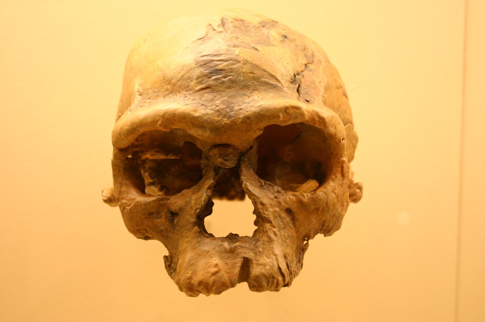 Jebel Irhoud: The “Oldest Modern Humans” Where You Didn’t Expect Them
