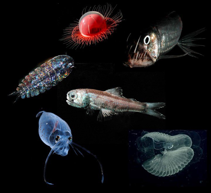 Conclusion: The Deep Sea Is Still the Final Frontier