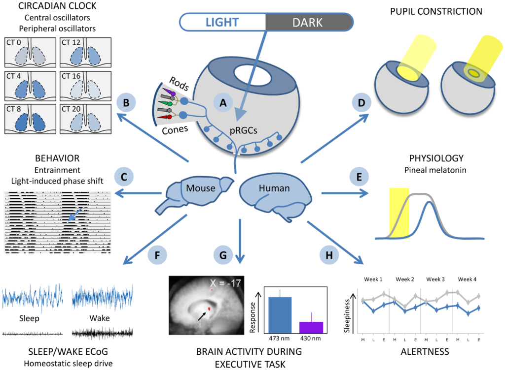How Light Talks to Your Clock