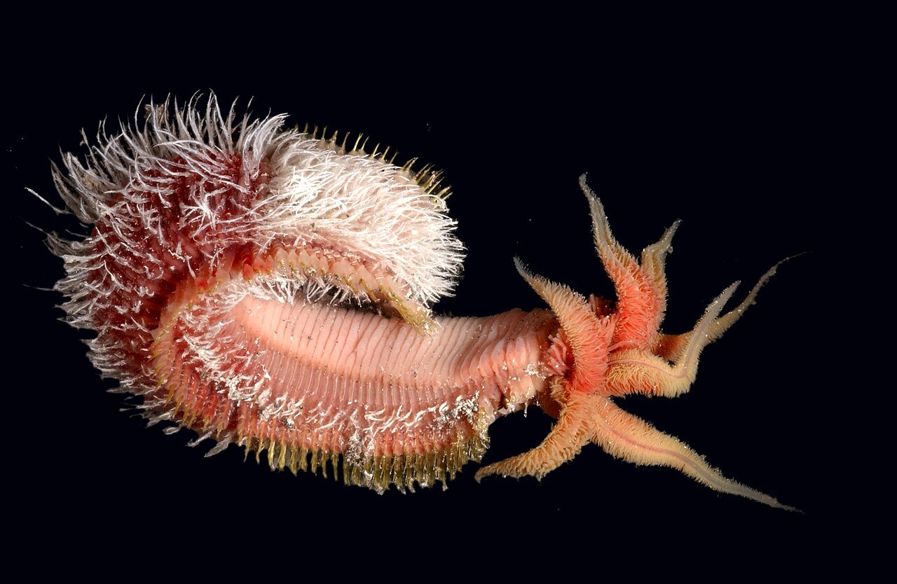 Pompeii Worms: Thriving on Scalding Deep-Sea Heat