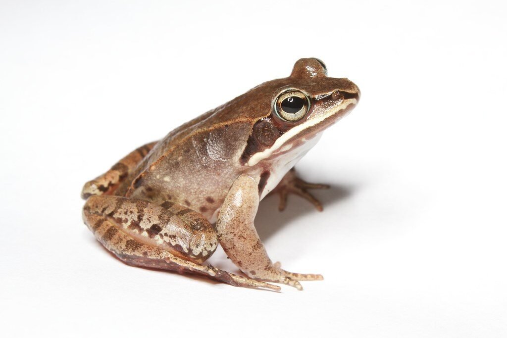 5. The Wood Frog: The Creature That Literally Freezes to Death and Comes Back