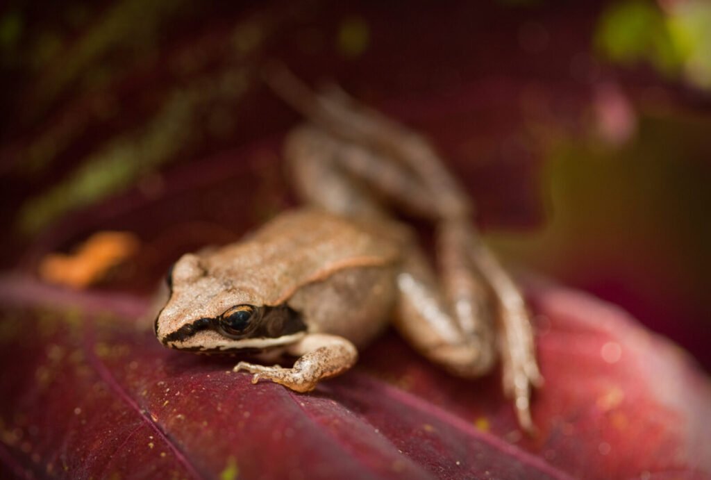 3. Wood Frogs: The Amphibians That Freeze Solid
