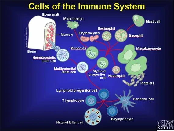 The Human Body's Unsung Heroes: Discover the Power of Your Immune System