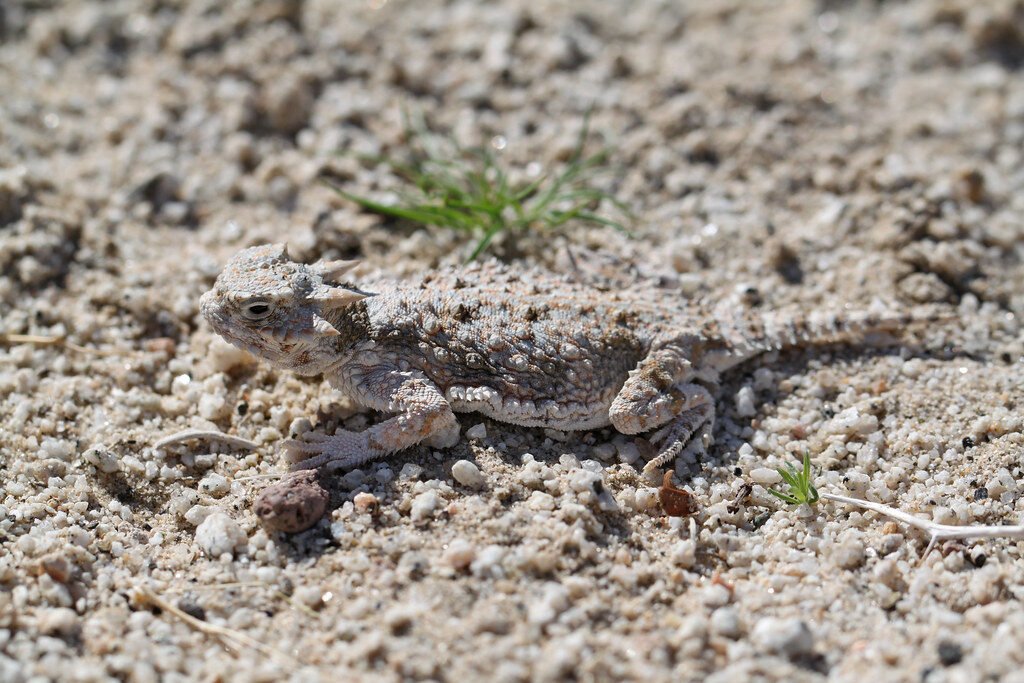 7. Horned Lizards: The Reptiles That Squirt Blood