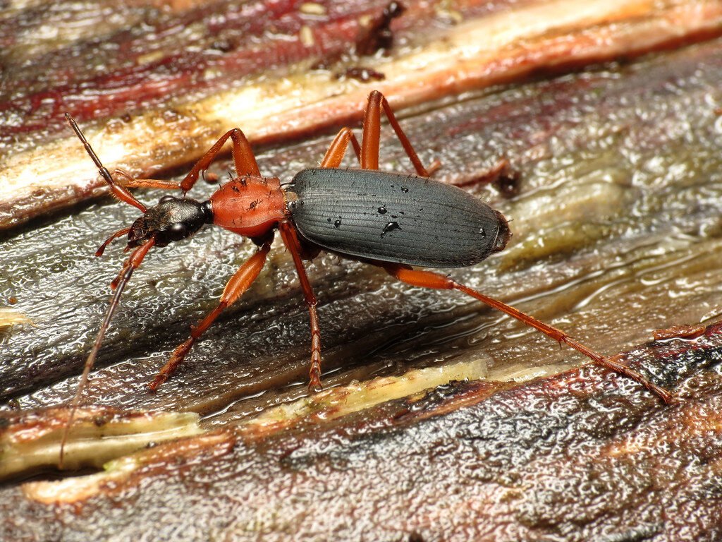 8. Bombardier Beetles: The Insects With Boiling Chemical Spray