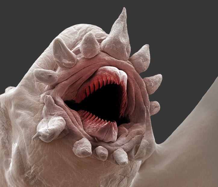 Devil Worms: Life in the Deepest Rock-Cracked Abyss