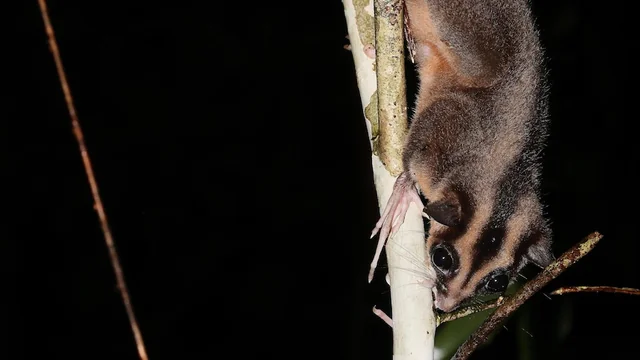 The Pygmy Long-Fingered Possum and the Ring-Tailed Glider: Rediscovered in 2026 