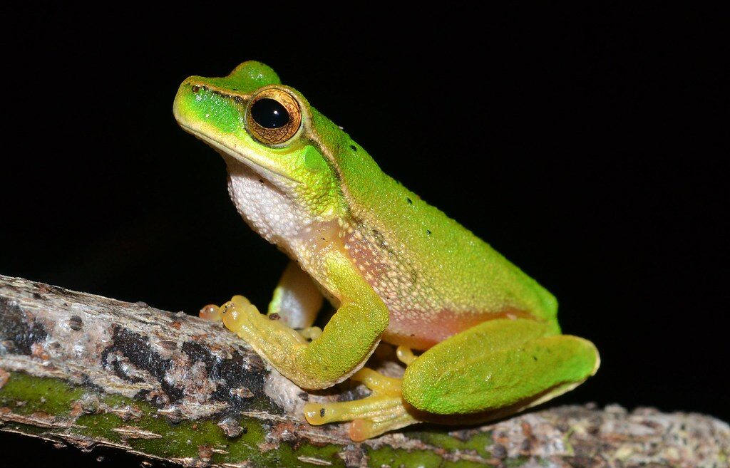 #12 Pisces – The Gentle Mountain Stream Frog