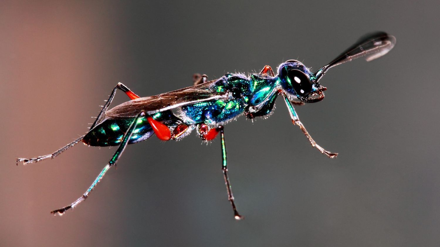 8 Rare Insects You Never Knew Existed (And Their Odd Behaviors)