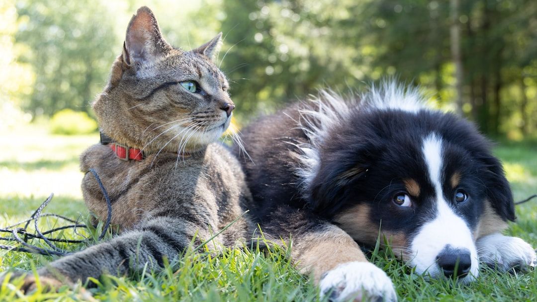 11 Amazing Ways Animals Communicate Without Speaking