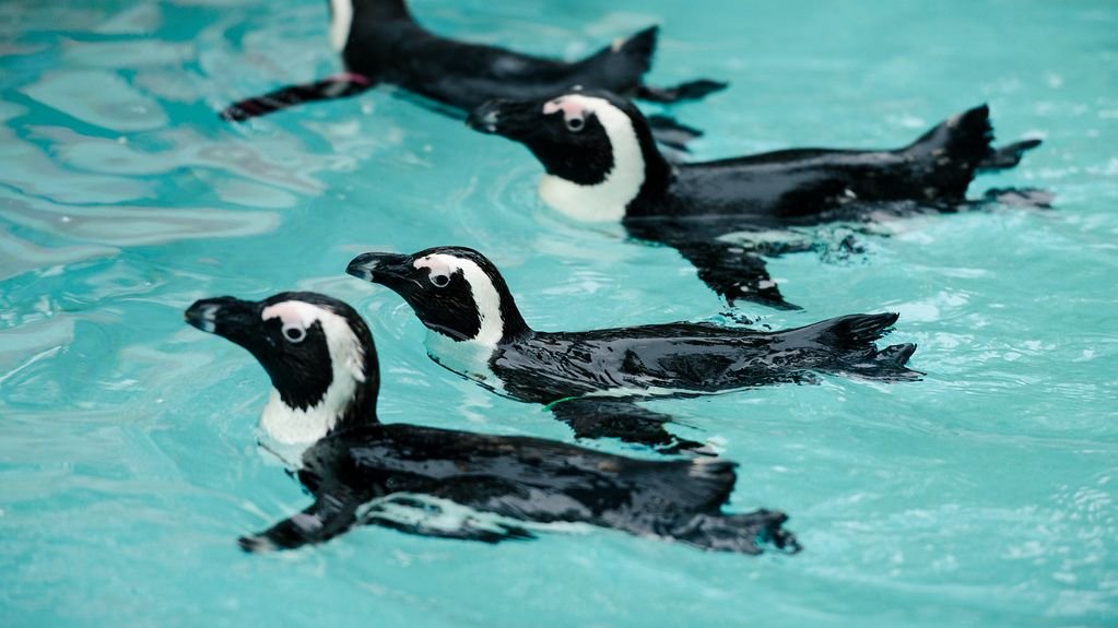10 Fascinating Animals with Incredible, Unique Adaptations