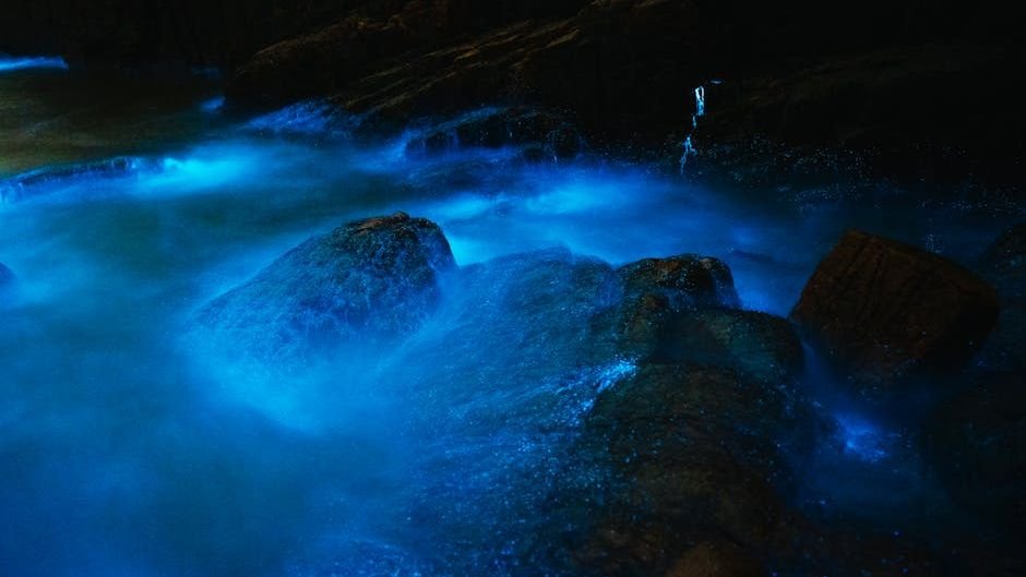 The Amazing World of Bioluminescence: Nature's Living Lights Explained