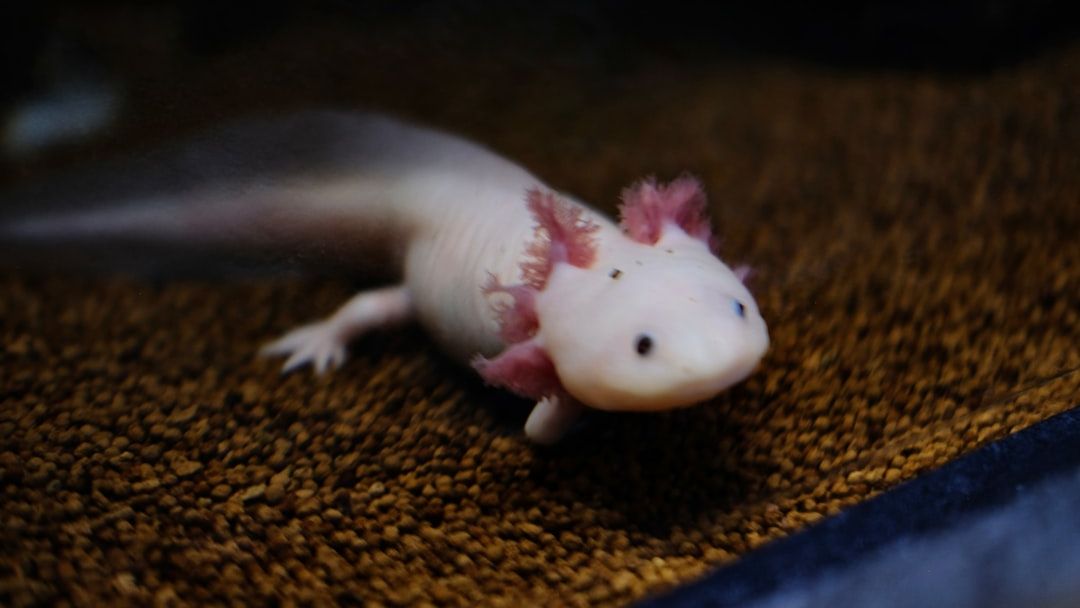 10 Incredible Animal Adaptations That Will Make You Question Evolution