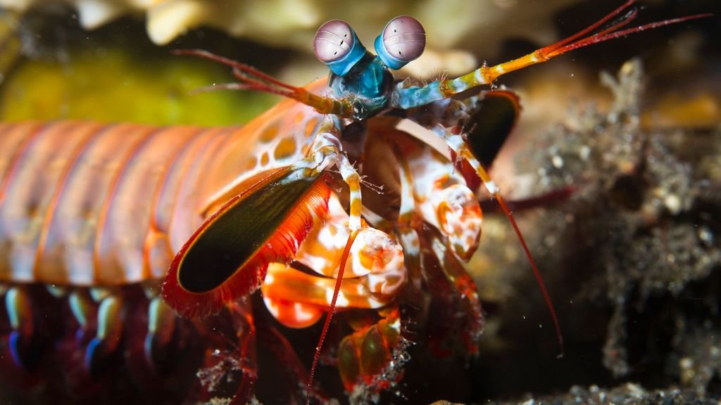 7 Hidden Wonders of the Animal Kingdom You Never Knew Existed
