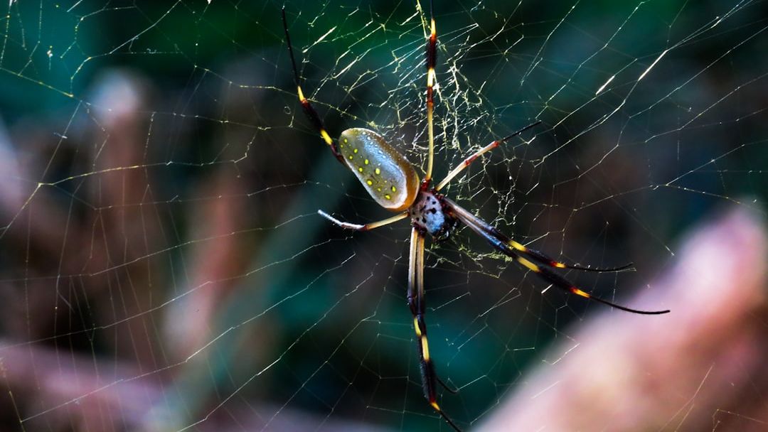 How Spiders Makes Silk 10 Times Tougher Than Kevlar