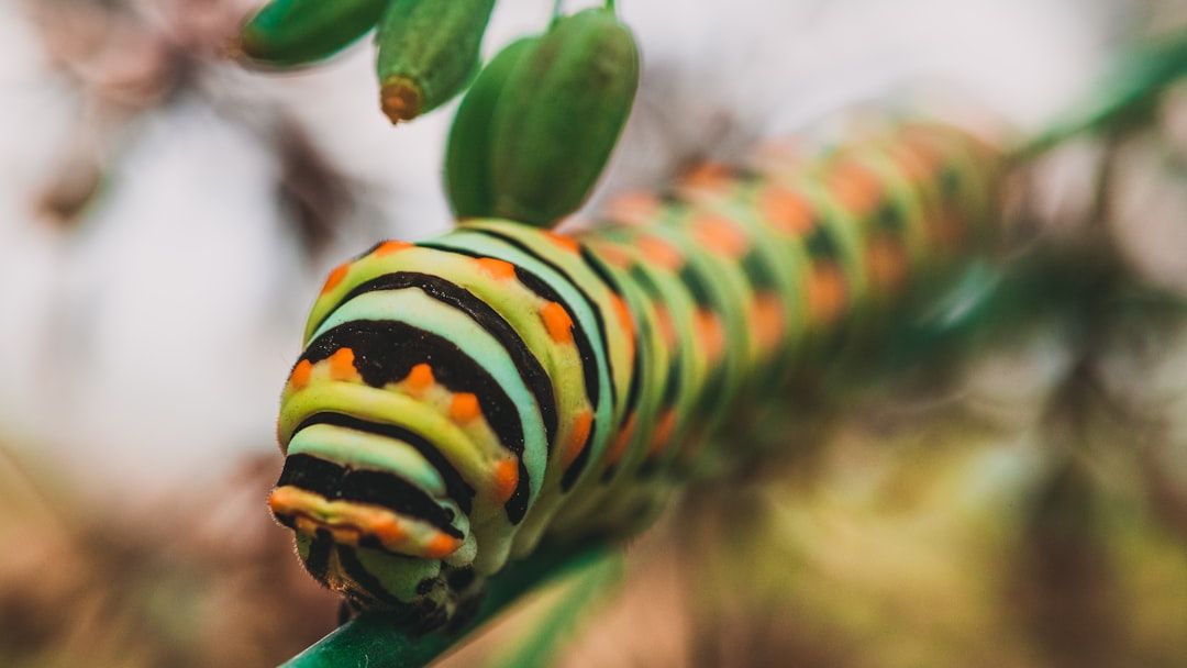 There is a Hidden Chemical Weapon Inside a Caterpillar’s Head