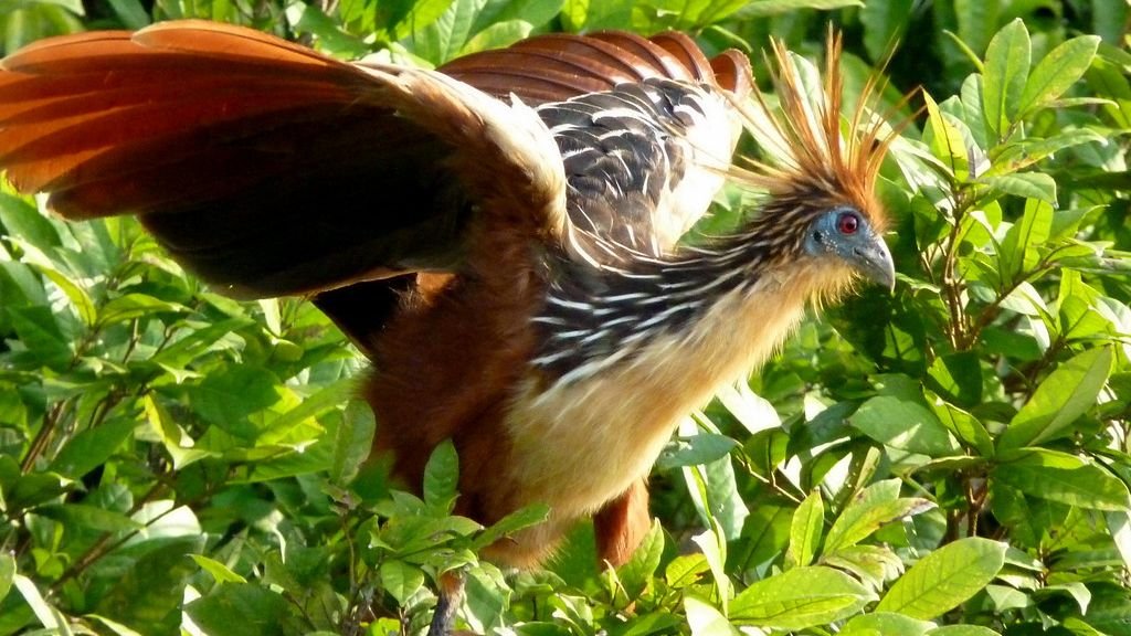 The Amazon Bird That Digests Like a Cow (and Smells Like One Too)