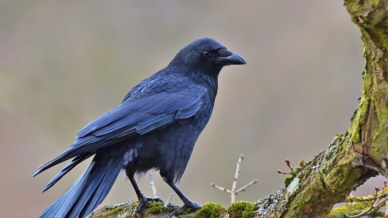 10 Unbelievable Animal Behaviors That Challenge Our Understanding of Intelligence