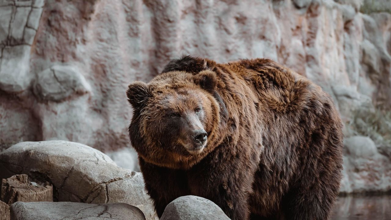 The Vanishing Grizzlies: Unpacking Conservation Efforts in the American West