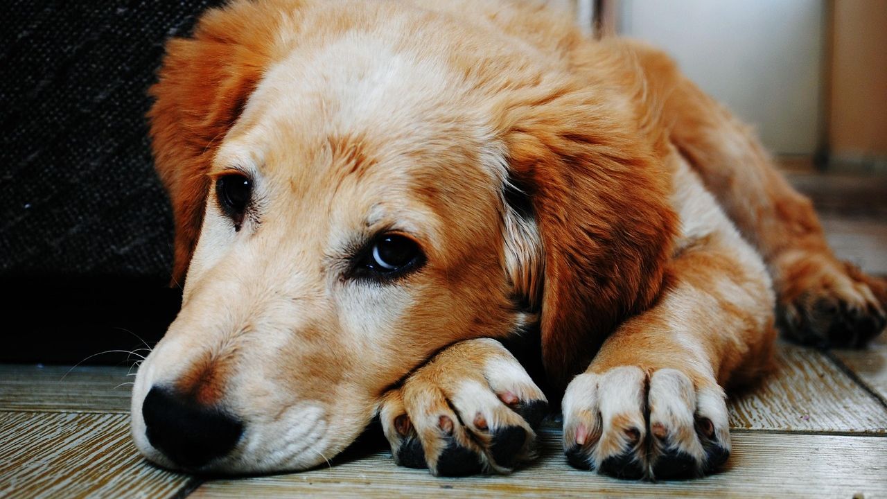 13 Heartfelt Ways Dogs Express Love at the Very End