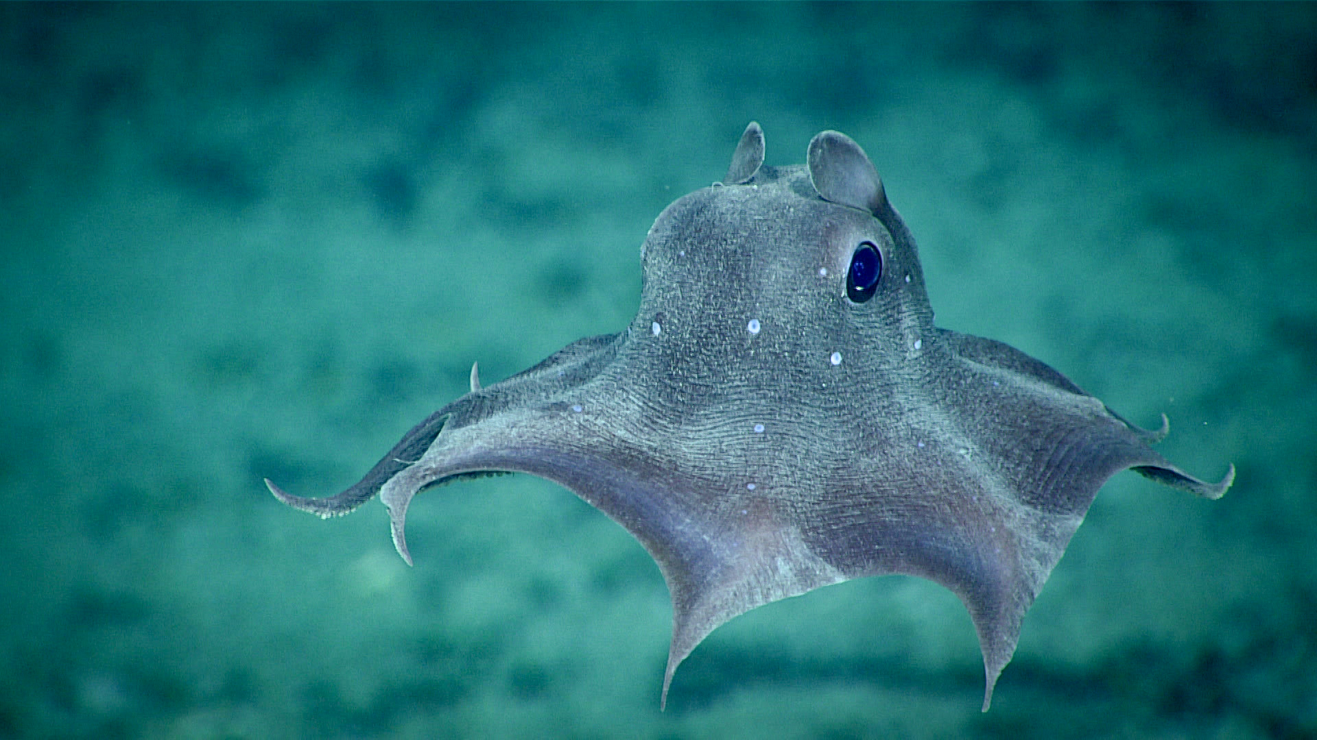 10 Weirdest Animals in The World