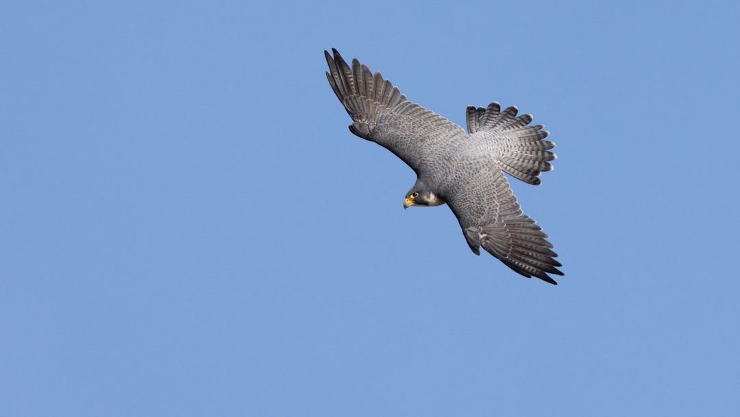 How The Peregrine Falcon’s Anatomy Has Inspired Fighter Jet Design