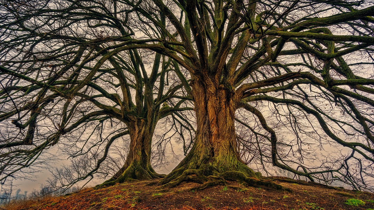 The Earth’s Quiet Giants: Uncovering the Secrets of Ancient Trees